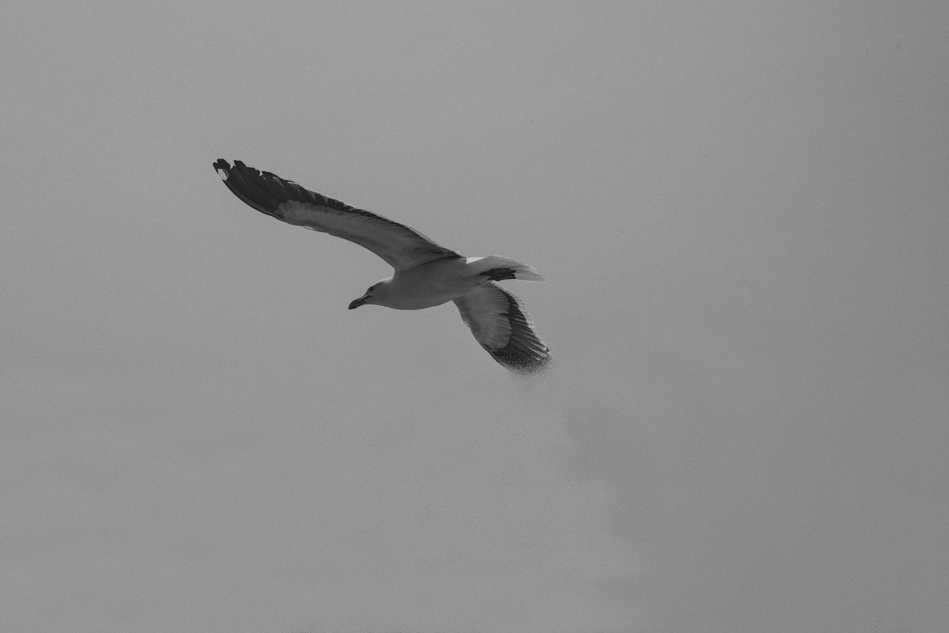 white and black bird flying in the sky